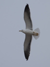 1cy fuscus in August, ringed in Finland. (81365 bytes)